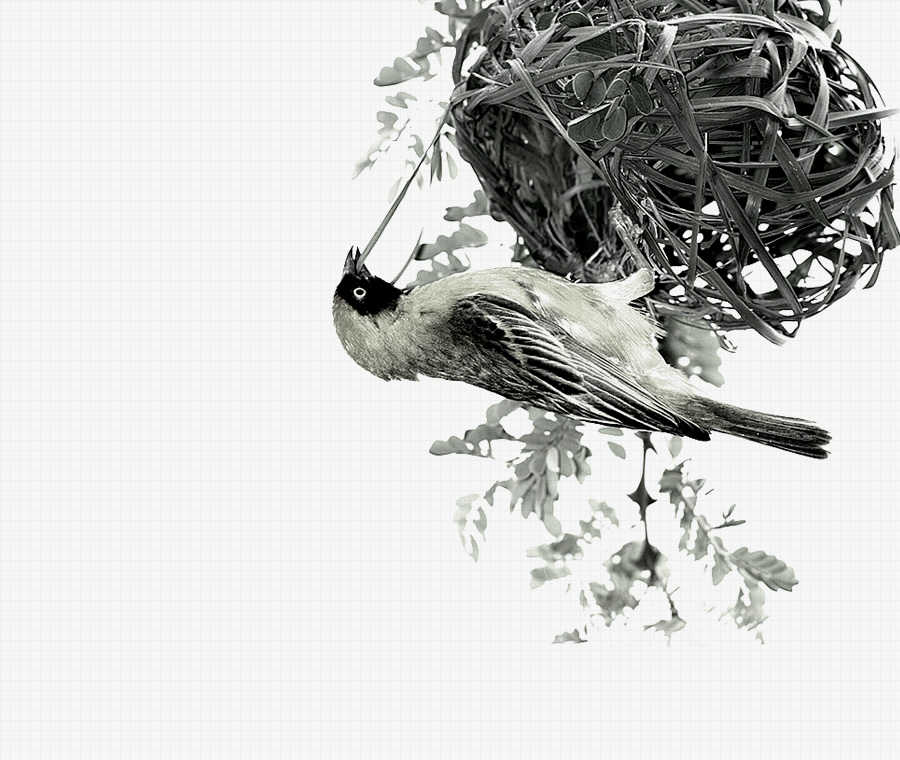 Social<br />
Weaver<br />
Birds